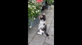 Kitten Entranced by Dancing Butterfly