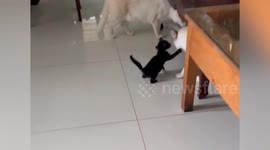 Tiny pet kitten breaks up cat fight