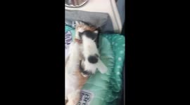 Clingy kitten cuddles with sister cat