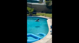 Crow Riding a Pool Skimmer