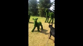 Dog Spooked by Topiary Sculptures