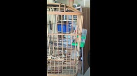 Bird skeleton displayed inside cage in Henan, China