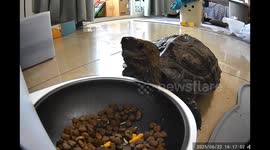 Cat patiently watches tortoise eat its food in Beijing, China