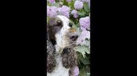 Butterfly Lands on a Dog's Nose