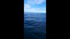 Boaters Cross Paths With Polar Bear and Her  Cubs