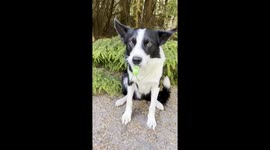 Dog Is Training to Be a Sports Coach