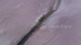 Türkiye’s Salt Lake turns pink in stunning natural display