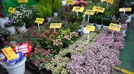 Agricultural fair attracts animal lovers in Bangkok, Thailand