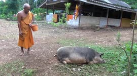 Buddhist monk raises piglet from tiny baby into huge boar