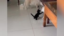Tiny pet kitten breaks up cat fight