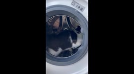 Pet cat plays inside washing machine