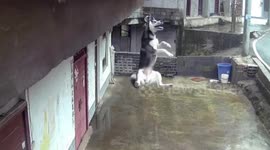 Neighbours rescue pet husky left dangling from roof by its leash