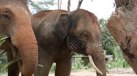 Elephant sanctuary in Thailand promotes ethical tourism, preserves indigenous traditions