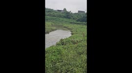 Bull emerges from river and stares menacingly in Henan, China