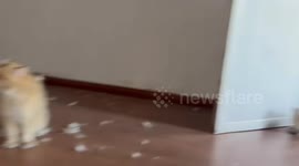 Two cats caught after fight with fur scattered on floor in Zhejiang, China