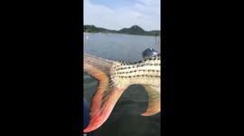 Man shows off huge sharp-toothed fish catch in Wisconsin, USA