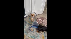 Neutered Dachshund puppies struggle to play with cones in Salt Lake, Utah, USA