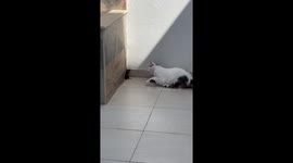 Startled rat jumps as cat corners it in Nabeul, Tunisia