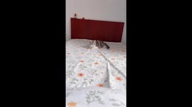Persian cat playfully reacts to bedsheet