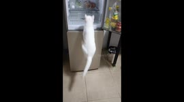 Cat cools off inside refrigerator chiller in Jiangsu, China