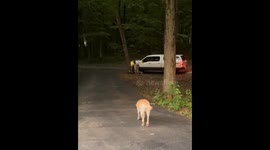 Man and dog reunite with heartfelt embrace in Grand Rapids, Michigan, USA