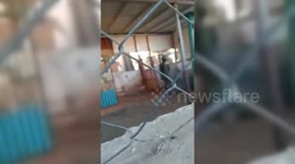 Palestine: Settlers Looted Animals from Palestinian Families