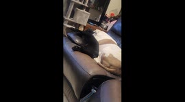 My street recue cats and dog are sometimes