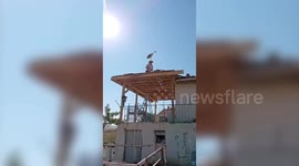 Unusual visitor: stork perches on roofer's head in rare moment in Türkiye