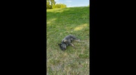 French Bulldog is sliding down multiple times on the hill by himself, incredible video to watch