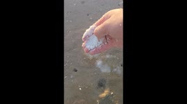 Sea Knife Extraction