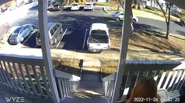 Falling Down the Stairs With Dogs