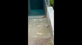 Weasels work together to pull friend up concrete wall in Jiangsu, China