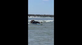 Dogs ride wave to shore on surfboard in San Diego, California