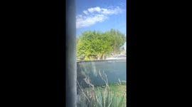 Cats collide trying to catch attacking bird in San Diego, California