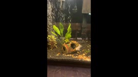 Fish unexpectedly give birth after tank relocation in Bloomsburg, Pennsylvania, USA