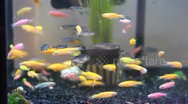 Customers bring their aquariums to this Thai fish shop for decoration help