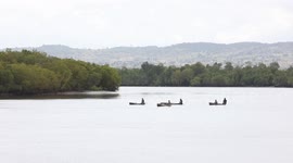 Kenya: Kenya steps up efforts to restore mangrove forest