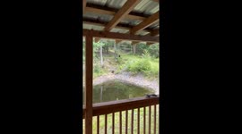 Bear in it’s habitat