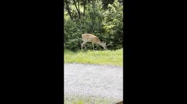 deer eating in my yard