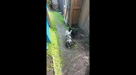 Wheelchair cat shares sweet moment with friend and owner in Anchorage, Alaska
