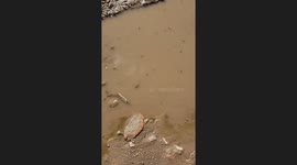Pet crow trips and faceplants into puddle in Culiacán, Mexico