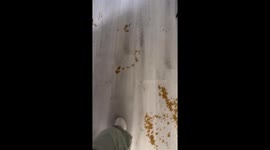 Pet owner returns home to find dog's explosive diarrhoea disaster has painted every wall, floor, and sofa