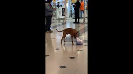 Dog joyfully plays with stuffed toy in Santiago, Chile