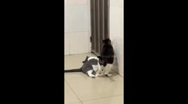 Clever black cat opens door for escape in Guangdong, China