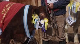 Argentina: Argentine President Milei attends opening of Rural Exposition in Buenos Aires