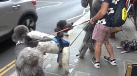 Dogs rejoice at Virtue Vets Summer Party on Fulham Road in Chelsea