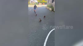 Boy rescued abandoned ducklings which now follow him everywhere - including school