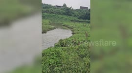 Buffalo’s head pops out of river and stuns onlooker