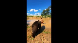 Man Plays With His Pet Bear
