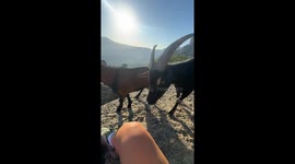 Goat Kisses